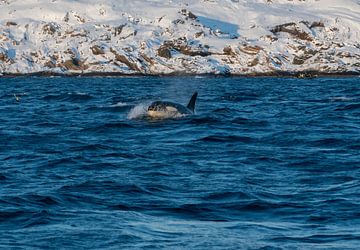 Orca sur Merijn Loch