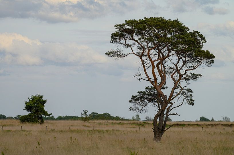 Landscape by Leon Kuijer