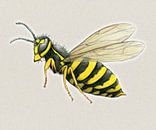 Large wasp by Bianca Wisseloo thumbnail