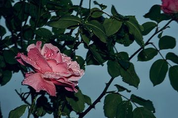 Roos in de regen van Marie-Claire Aling