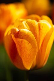 Golden tulip by Photo_Minuscule