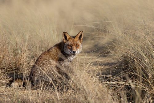 Fox in the Dune Grass on a Sunny Day