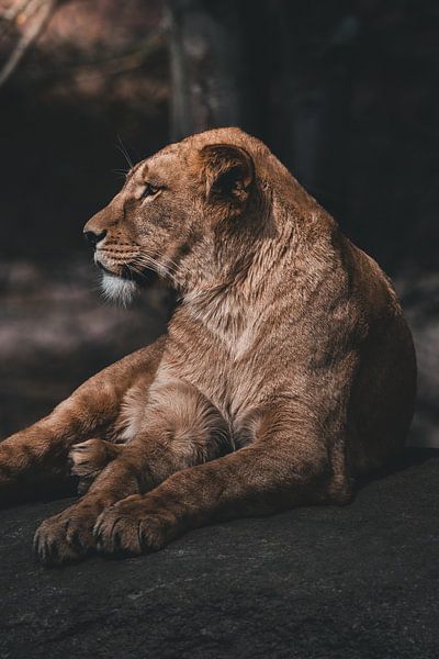 King of the savannah by Endre Lommatzsch