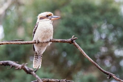 Kookaburra