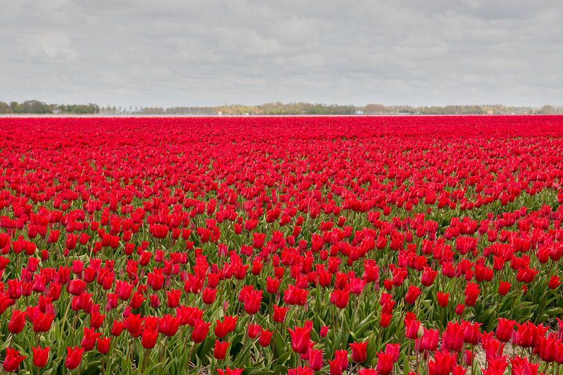 Rode tulpen par Tonko Oosterink
