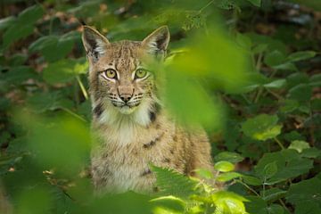 A young lynx is looking through the leaves by Tobias Luxberg