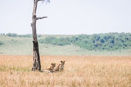 Lionesses under tree in Africa by Simone Janssen