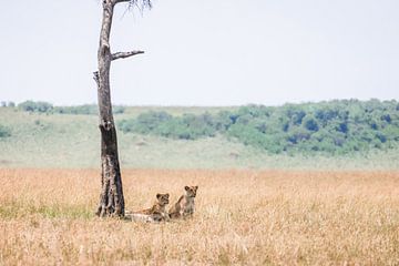 Leeuwinnen onder boom in Afrika van Simone Janssen
