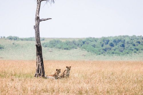 Löwinnen unter einem Baum in Afrika
