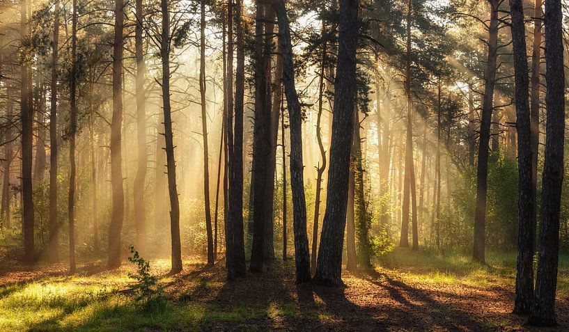 forêt ensoleillée par Mykhailo Sherman
