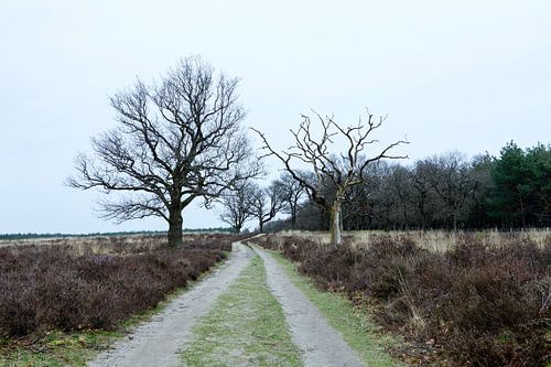 Deelerwoud, Veluwe Gelderland
