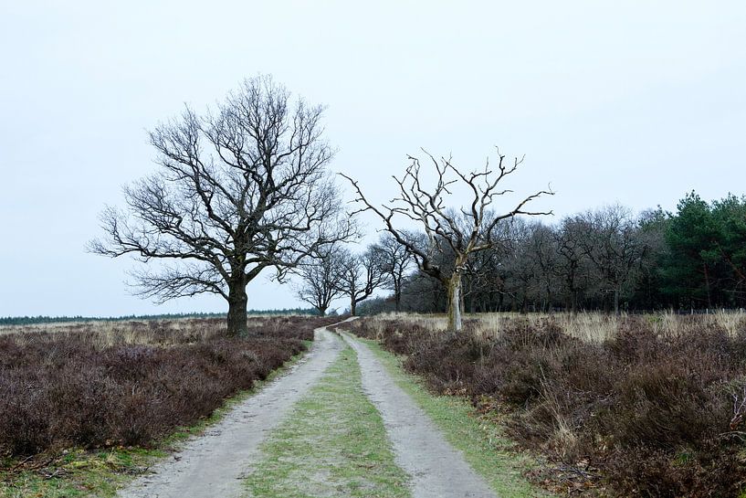 Deelerwoud, Veluwe Gelderland van Jeroen van Esseveldt