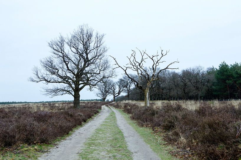 Deelerwoud, Veluwe Gelderland by Jeroen van Esseveldt