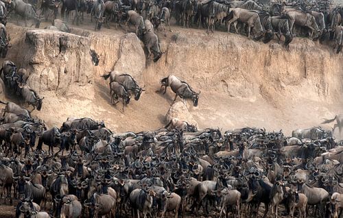 Gnoes steken de Mara Rivier over tijdens de Migratie.
