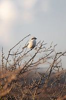 Klapekster in het duin | Vogels van Zuid-Kennemerland, Nederland