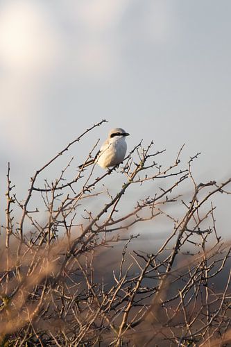 Grey shrike in the dunes | Birds of Zuid-Kennemerland, The Netherlands