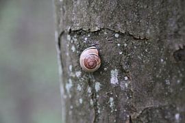Slak op de boom van Martin Bäumler