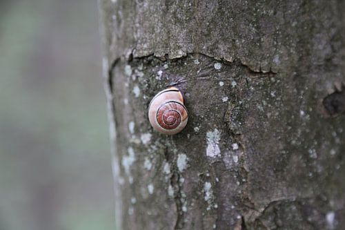 Slak op de boom