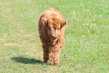 Schotse hooglanders als grote grazers in Nederland van Merijn Loch