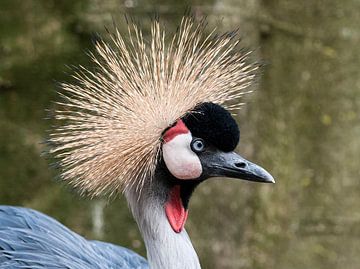 Grijze Kroonkraanvogel : Ouwehands Dierenpark van Loek Lobel