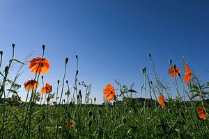 Des coquelicots sur le bord de la route