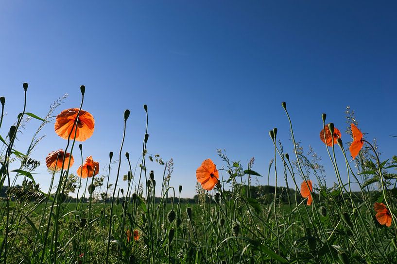 Poppies on the verge by Joran Quinten