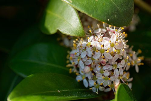 Fleur positive