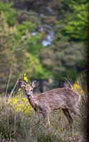 Jong Hert in het bos