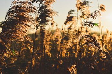 Coniferen en riet bij zonsondergang van Byroosmarijn