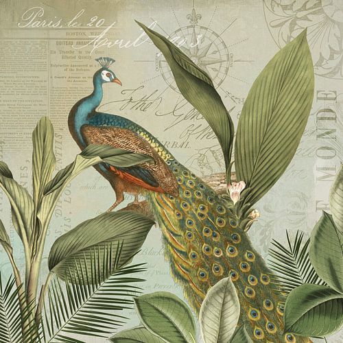 Peafowl Nostalgia by Andrea Haase