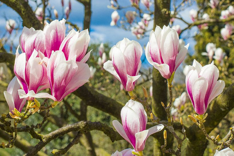 Magnolia boom in volle bloei met bloemen par Heleen van de Ven