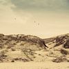 Dunes with marram grass by Martijn Tilroe