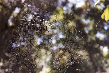Spin in midden van spinnenweb van Lynn Wolters