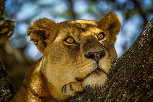 Portret, close-up van leeuwenkop