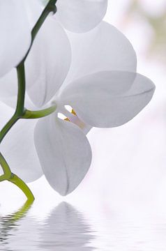 Orchidee von Violetta Honkisz
