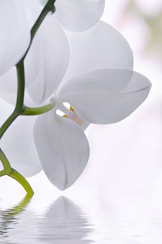 Orchidee
