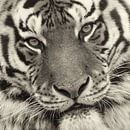 Close up van tijgerkop van Ellen van Schravendijk thumbnail
