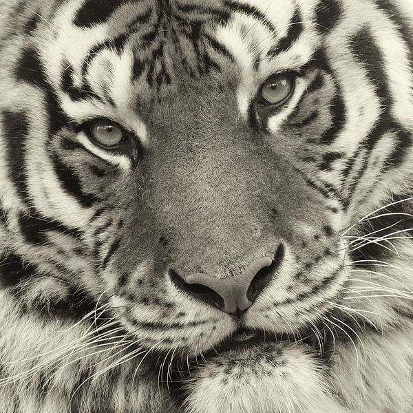 Close up van tijgerkop von Ellen van Schravendijk