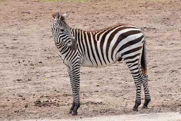 Grévy Zebra en de Grant Zebra : Safaripark Beekse bergen van Loek Lobel