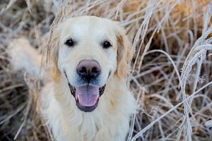Golden Retriever in Winterlandschaft