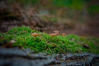 Couleurs d'automne de l'Eau Noire