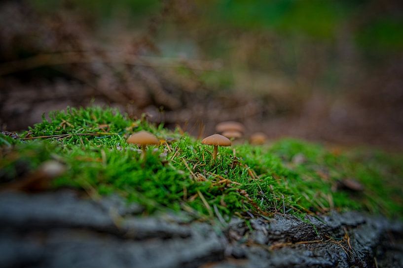 Couleurs d'automne de l'Eau Noire par Jos Saris