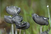 Pilze von Peter en Hetty van Veen Miniaturansicht