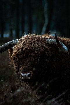 Schotse hooglander koe van North Scape