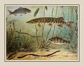Schoolplate M.A. Koekkoek - "Freshwater fish" by Anita Meis thumbnail