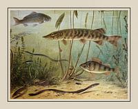 Schoolplate M.A. Koekkoek - "Freshwater fish"