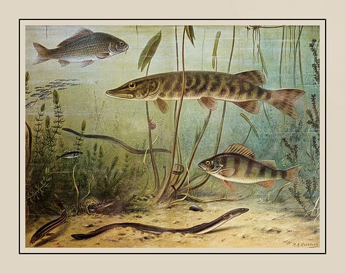 Schultafel M.A. Koekkoek - "Süßwasserfische"