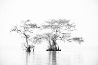 Two cypress trees in the swamp in the water
