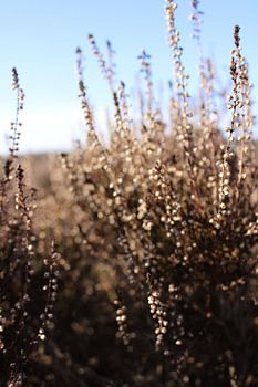 Heidekraut im Winter