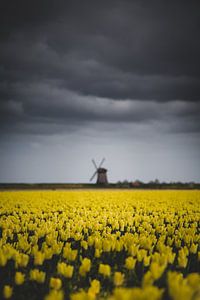 Nuages, moulin à vent et tulipes